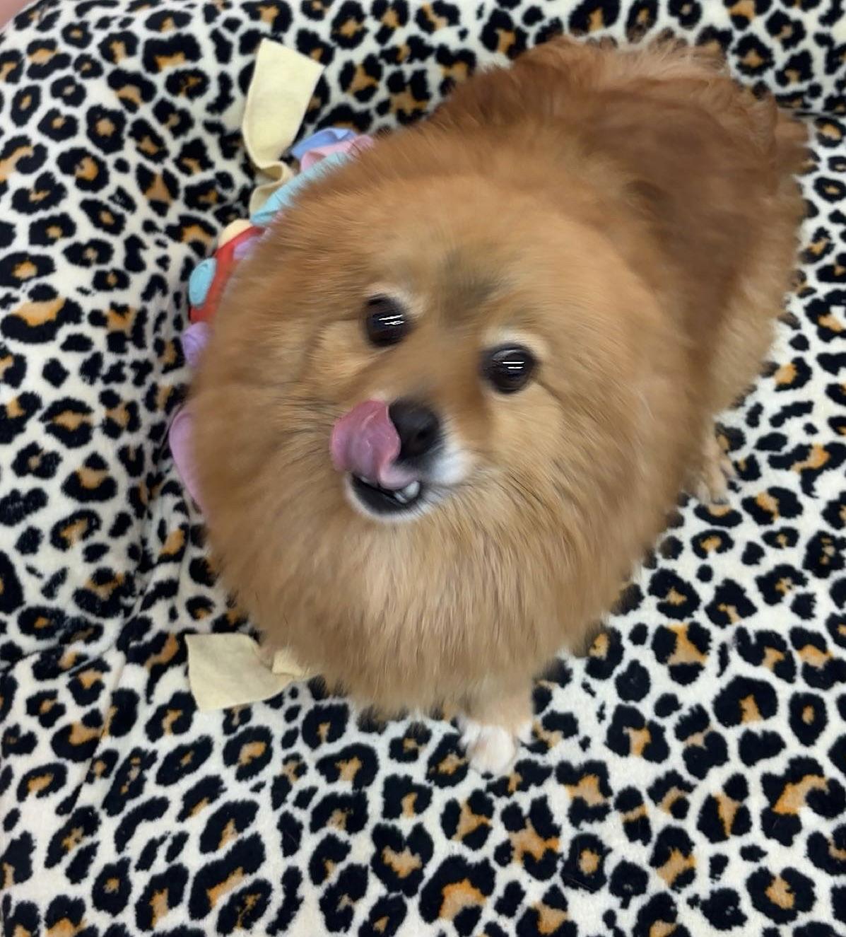 Enlarge Foxy, a Adopted Pomeranian in York, SC image 2/2