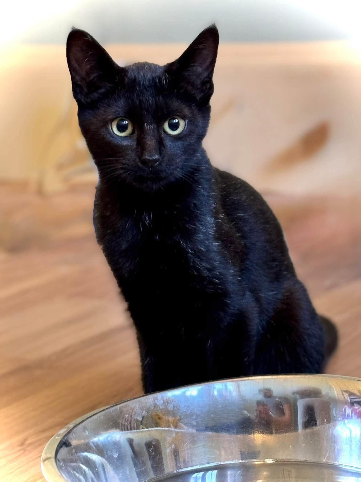 Emmy - kitten, Adoptable, Kitten Female Domestic Short Hair.