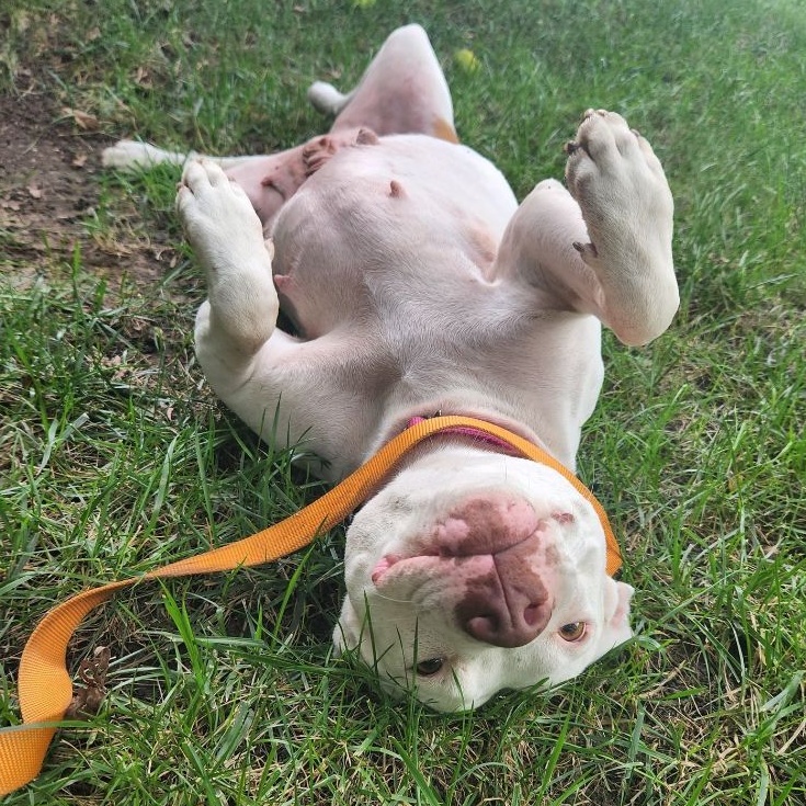 Frannie, an adoptable Pit Bull Terrier, Mixed Breed in Kansas City, MO, 64141 | Photo Image 3