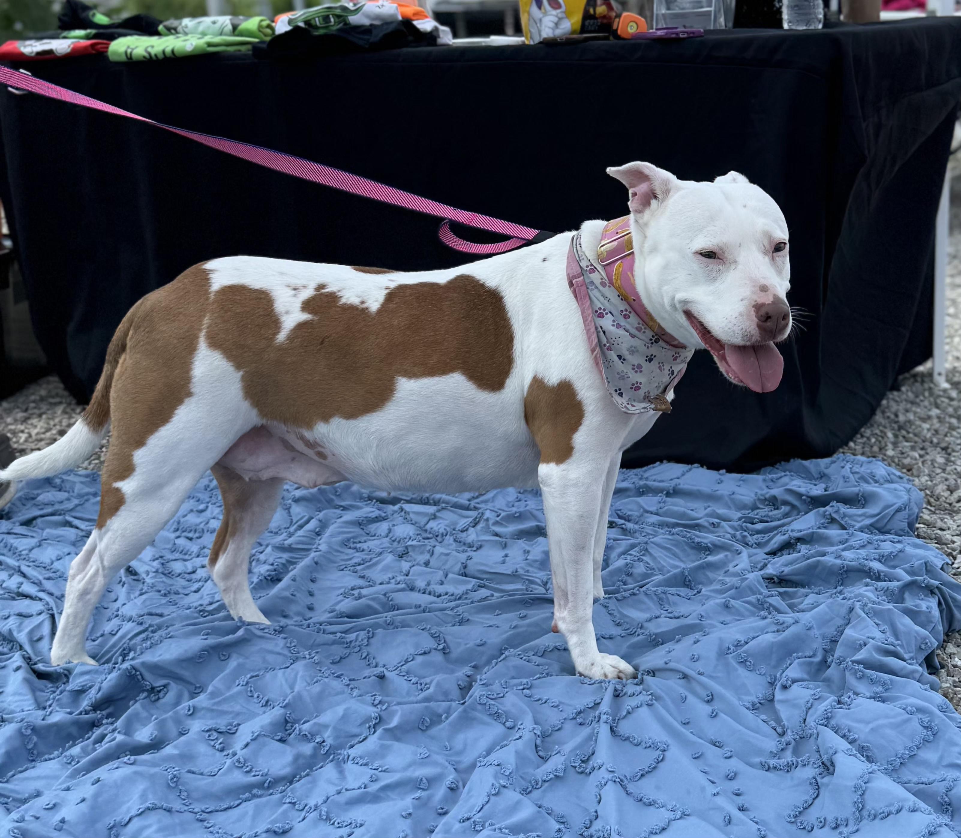 Frannie, an adoptable Pit Bull Terrier, Mixed Breed in Kansas City, MO, 64141 | Photo Image 4