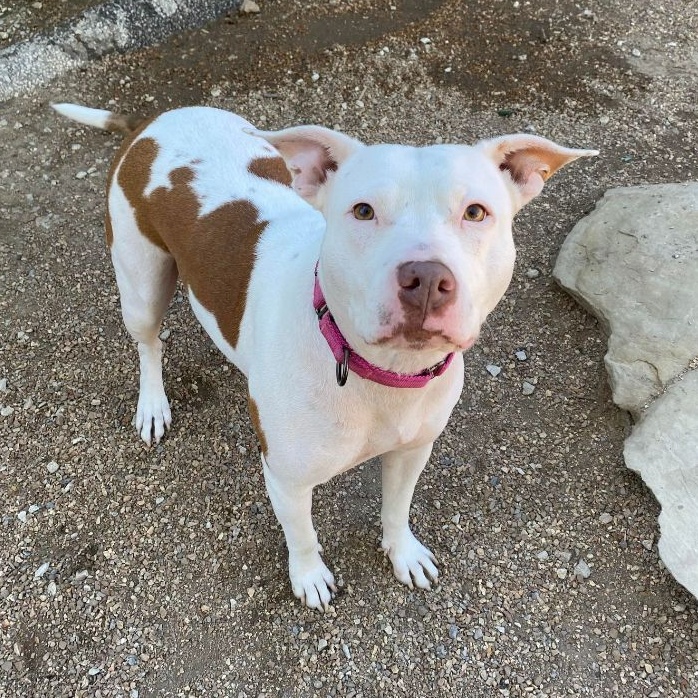 Frannie, an adoptable Pit Bull Terrier, Mixed Breed in Kansas City, MO, 64141 | Photo Image 2