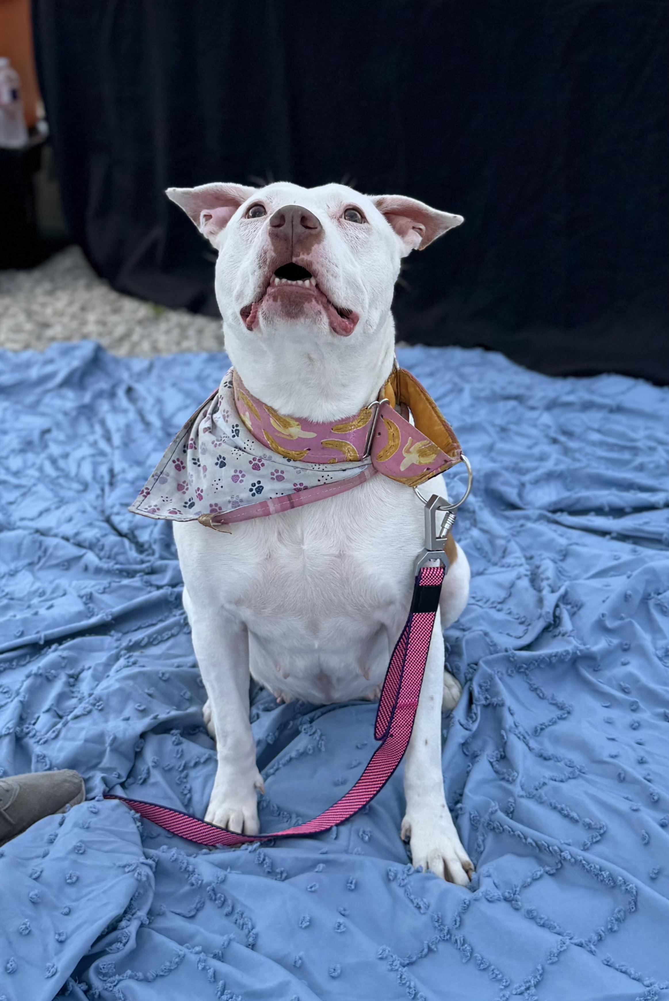 Frannie, an adoptable Pit Bull Terrier, Mixed Breed in Kansas City, MO, 64141 | Photo Image 5