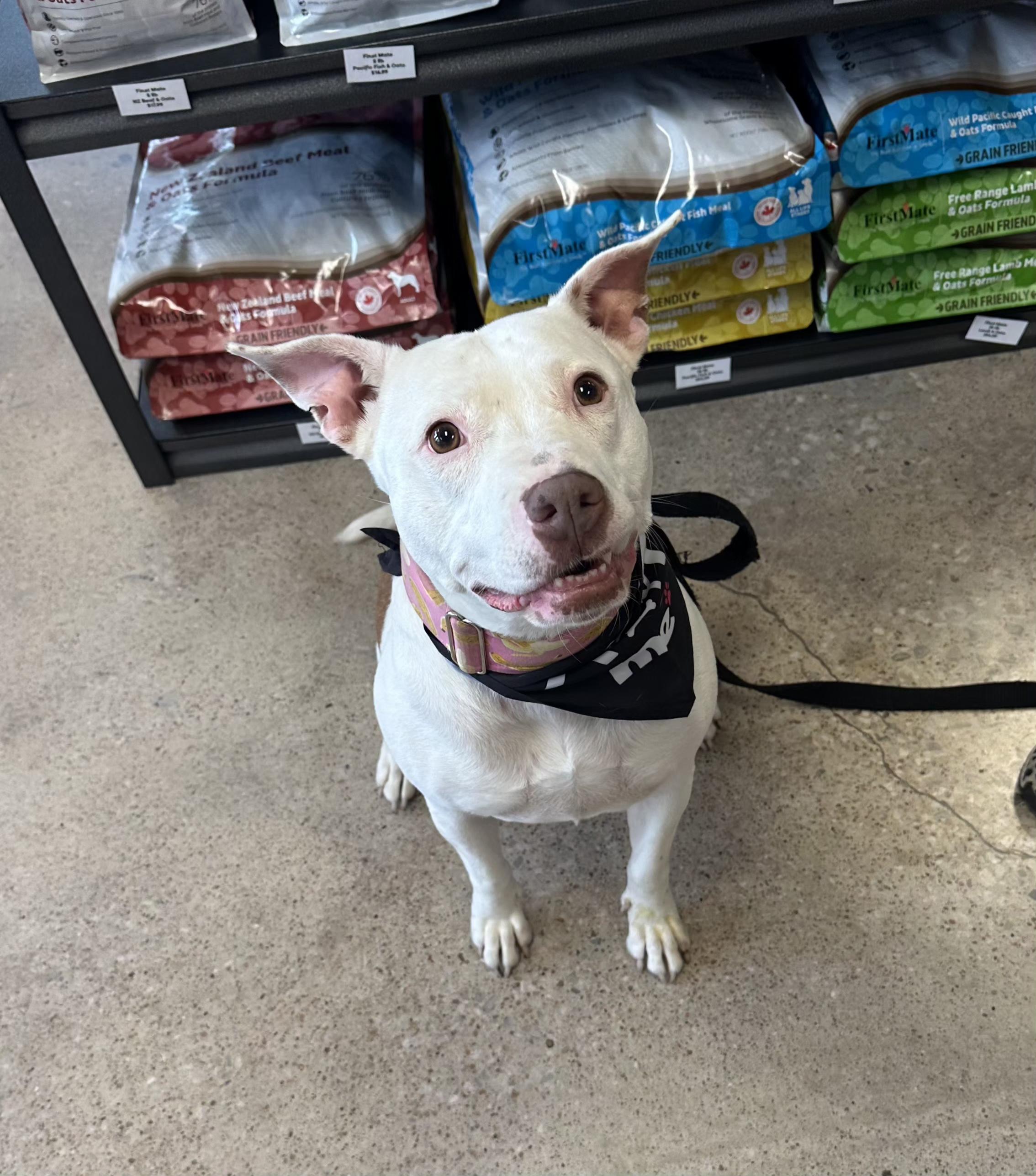 Frannie, an adoptable Pit Bull Terrier, Mixed Breed in Kansas City, MO, 64141 | Photo Image 6