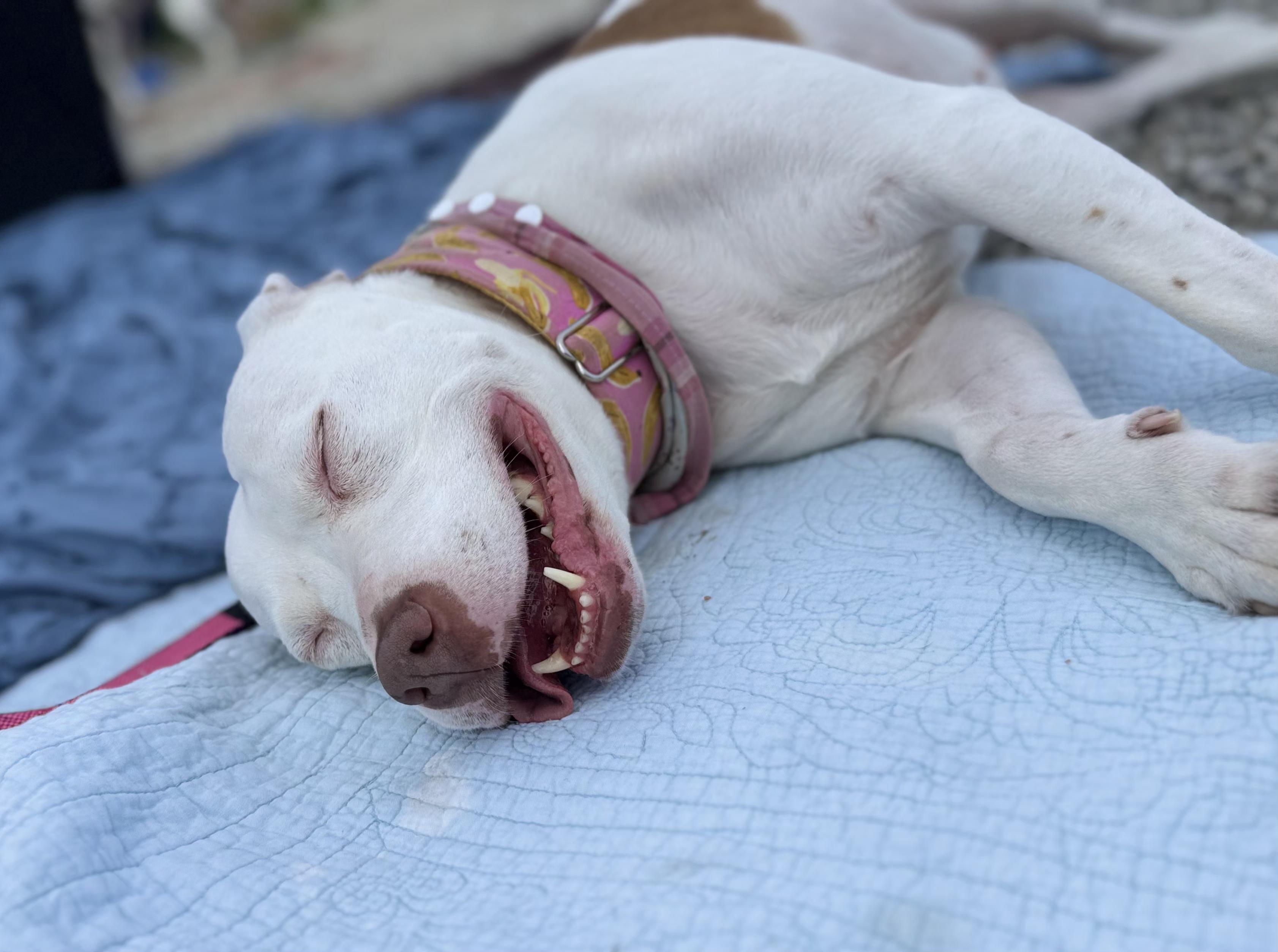 Frannie, an adoptable Pit Bull Terrier, Mixed Breed in Kansas City, MO, 64141 | Photo Image 6