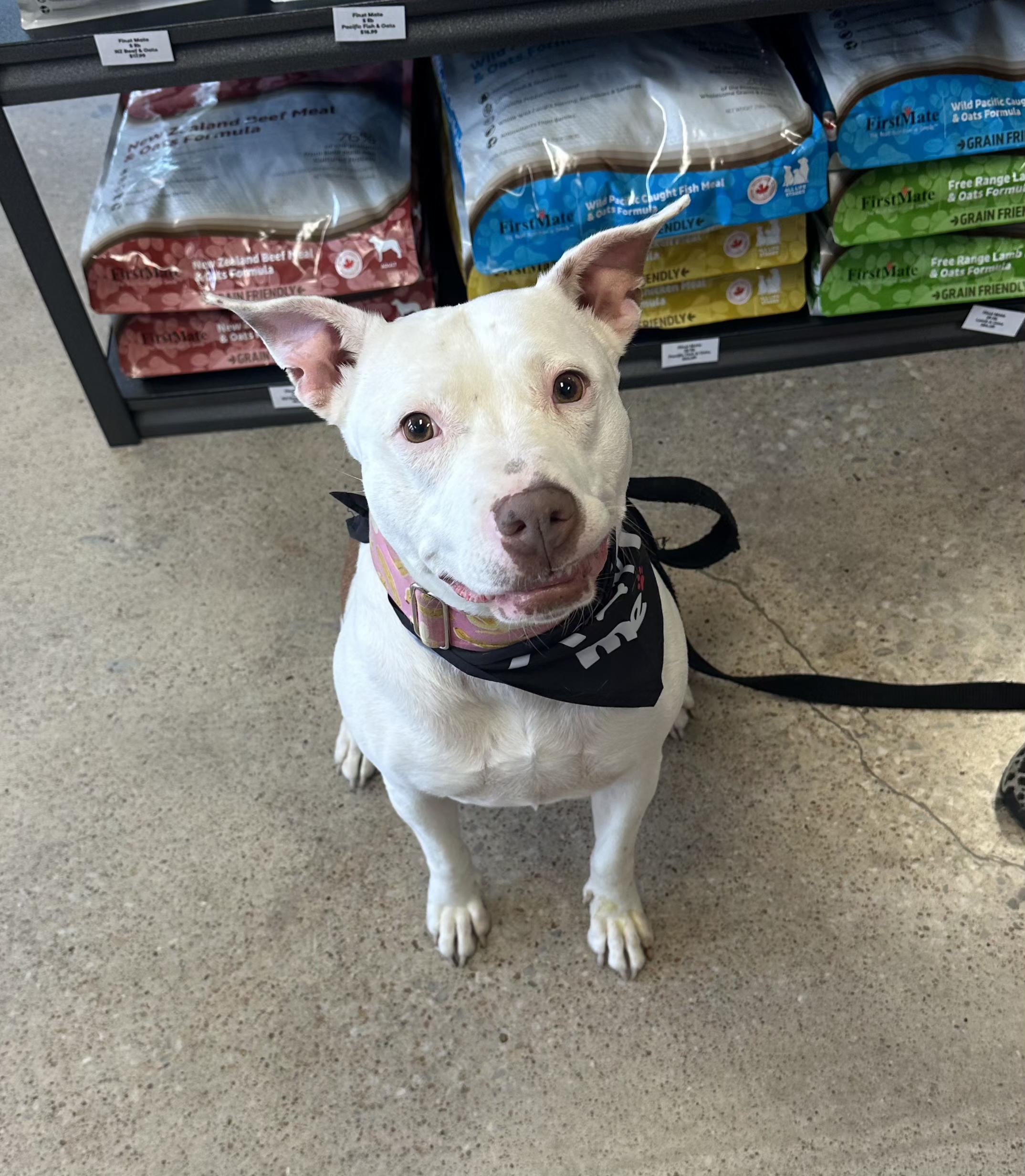 Frannie, an adoptable Pit Bull Terrier, Mixed Breed in Kansas City, MO, 64141 | Photo Image 1