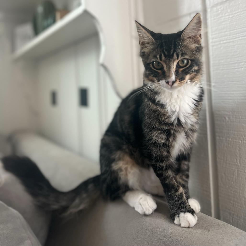 Charlie, Adoptable, Young Male Domestic Long Hair.