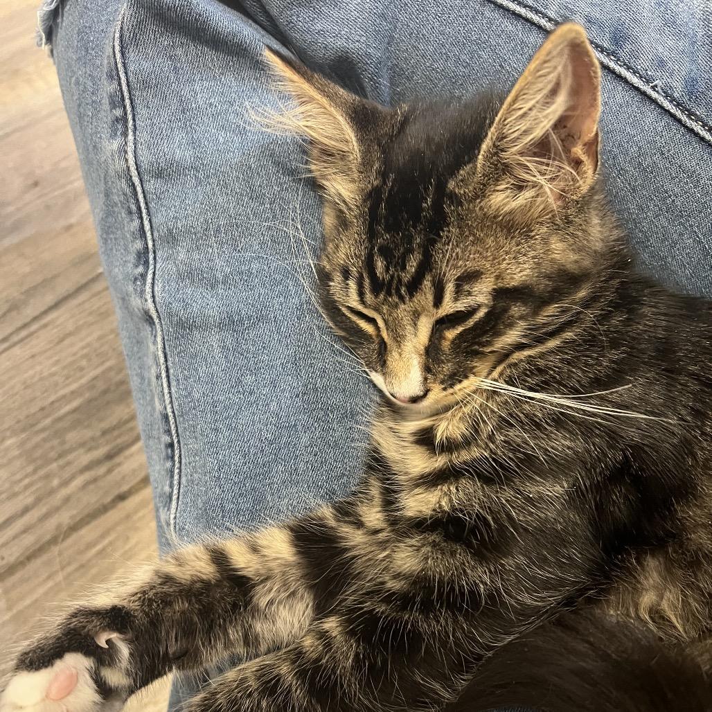 Charlie, Adoptable, Young Male Domestic Long Hair.