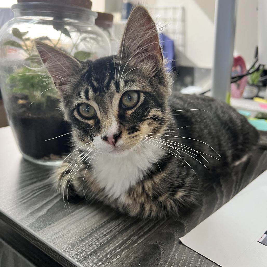 Enlarge Charlie, a Adoptable Domestic Long Hair in Costa Mesa, CA image 3/6