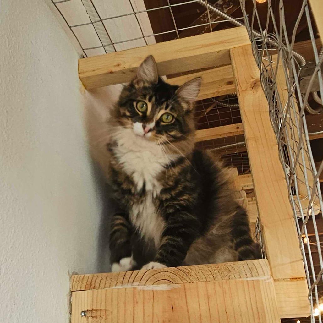 Enlarge Charlie, a Adoptable Domestic Long Hair in Costa Mesa, CA image 3/6