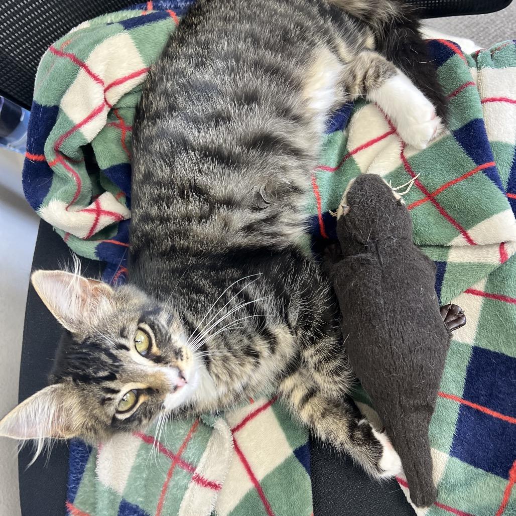 Enlarge Charlie, a Adoptable Domestic Long Hair in Costa Mesa, CA image 4/6