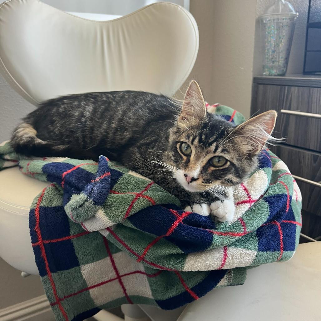 Enlarge Charlie, a Adoptable Domestic Long Hair in Costa Mesa, CA image 5/6