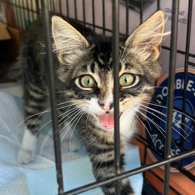 Enlarge Charlie, a Adoptable Domestic Long Hair in Costa Mesa, CA image 5/6