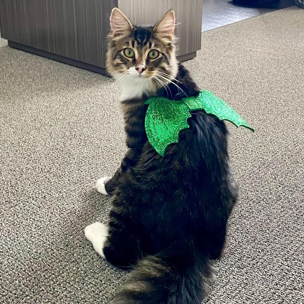 Enlarge Charlie, a Adoptable Domestic Long Hair in Costa Mesa, CA image 6/6