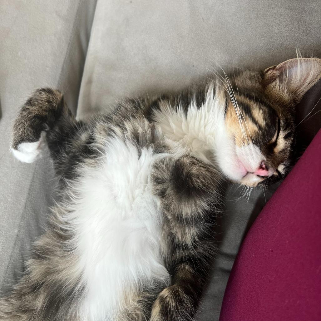 Enlarge Charlie, a Adoptable Domestic Long Hair in Costa Mesa, CA image 6/6