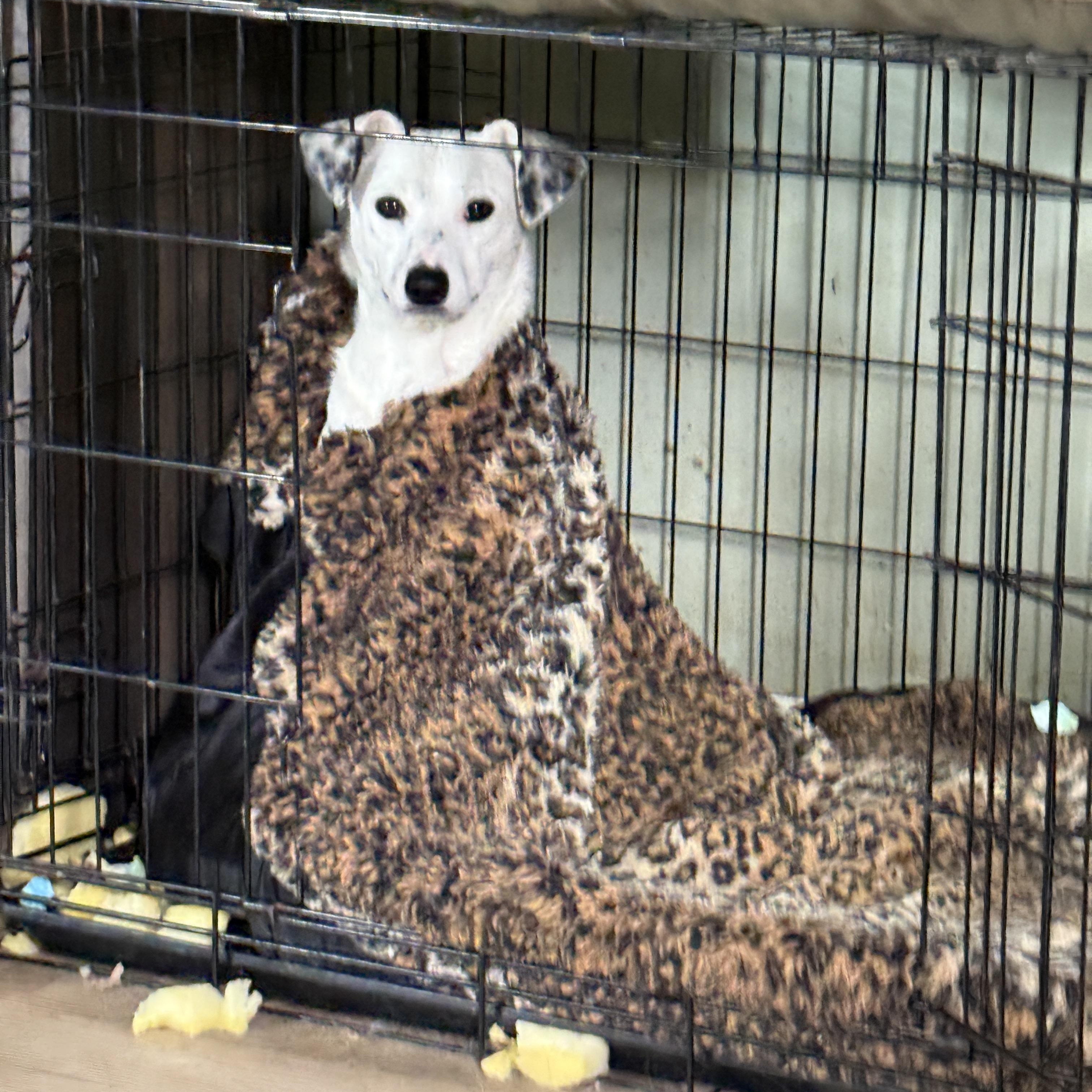 Enlarge Amber, a Adoptable mixed breed in Cortlandt Manor, NY image 1/5