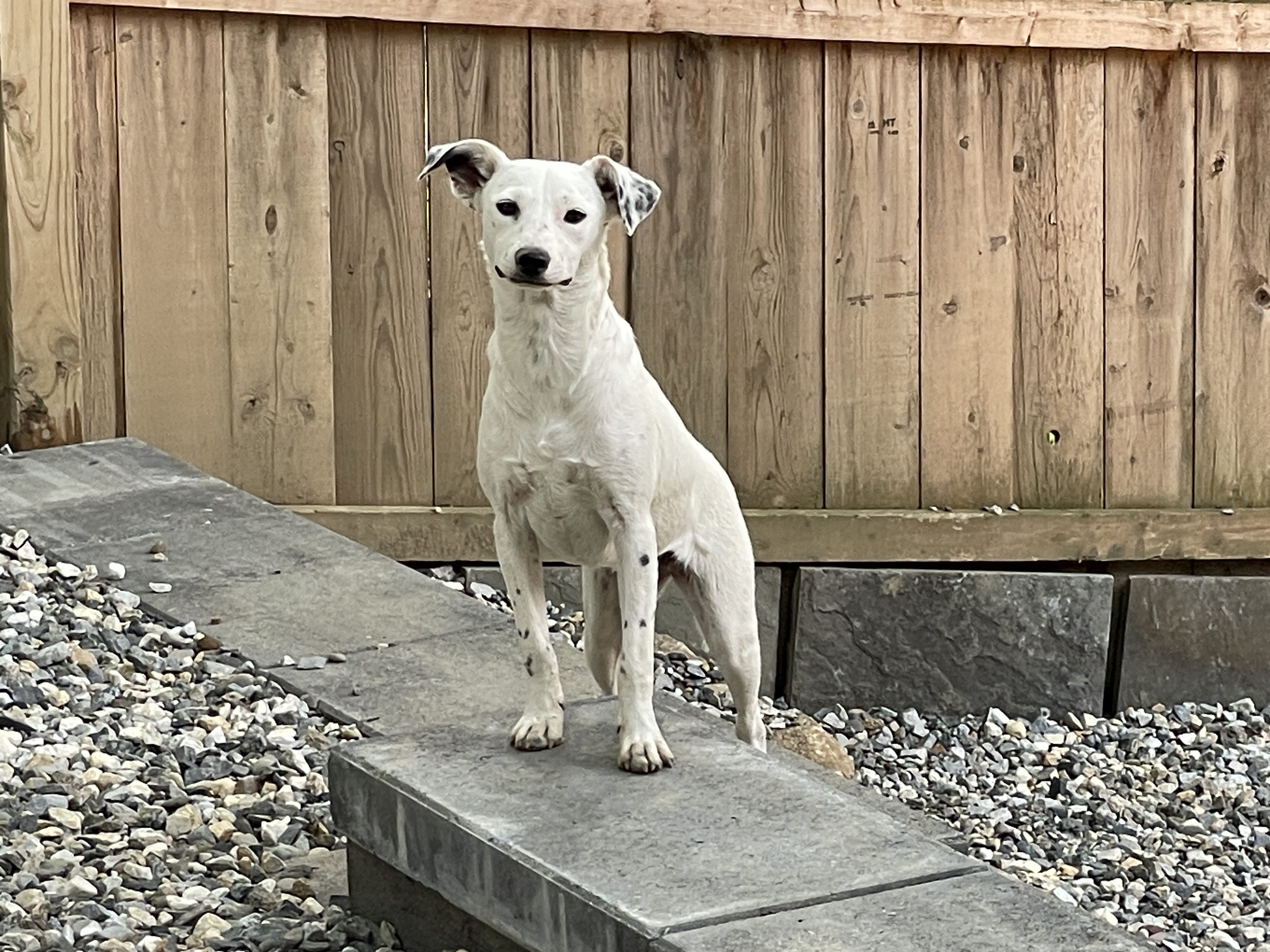 Enlarge Amber, a Adoptable mixed breed in Cortlandt Manor, NY image 5/5