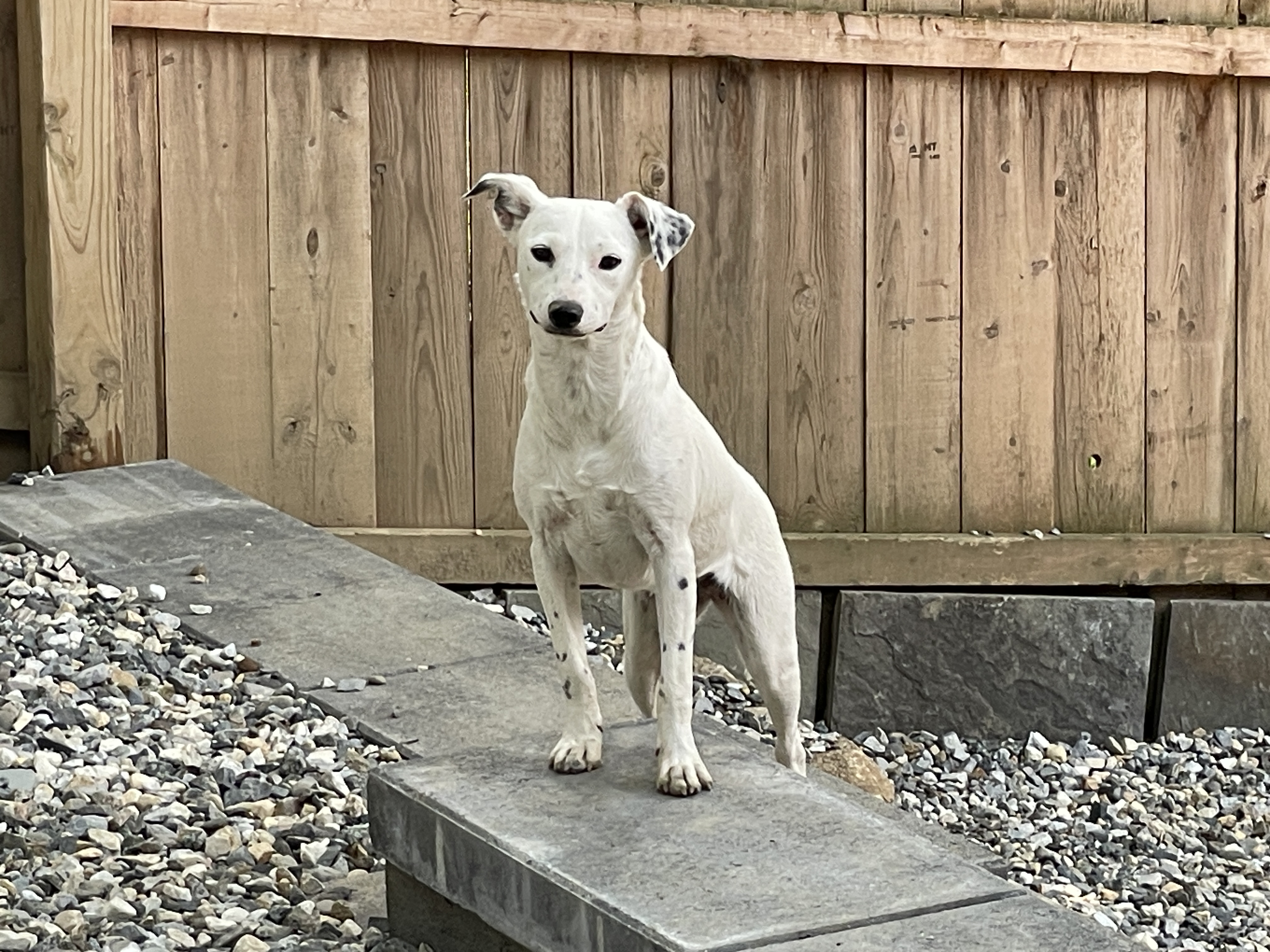 Enlarge Amber, a Adoptable mixed breed in Cortlandt Manor, NY image 2/5