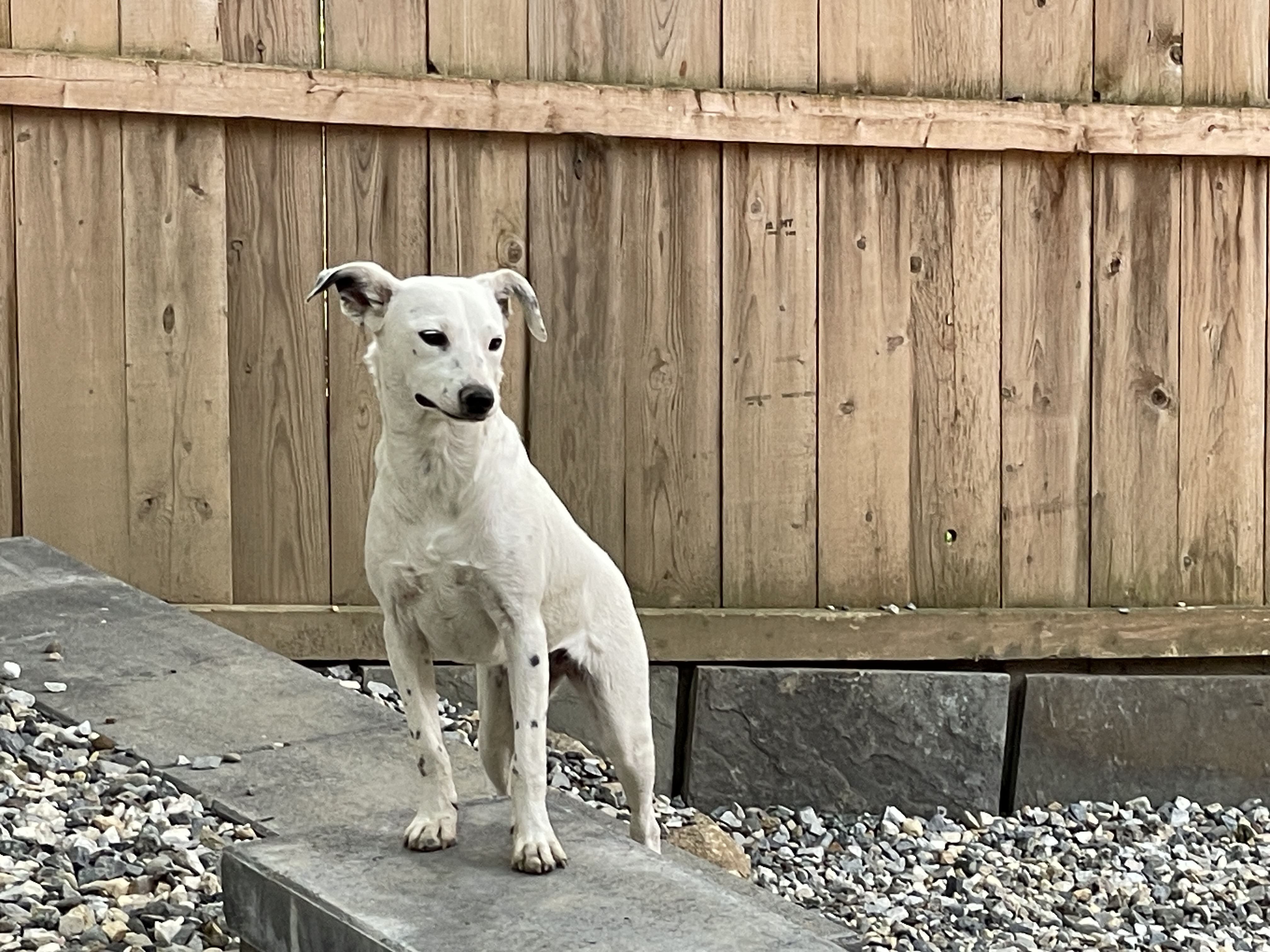 Enlarge Amber, a Adoptable mixed breed in Cortlandt Manor, NY image 4/5