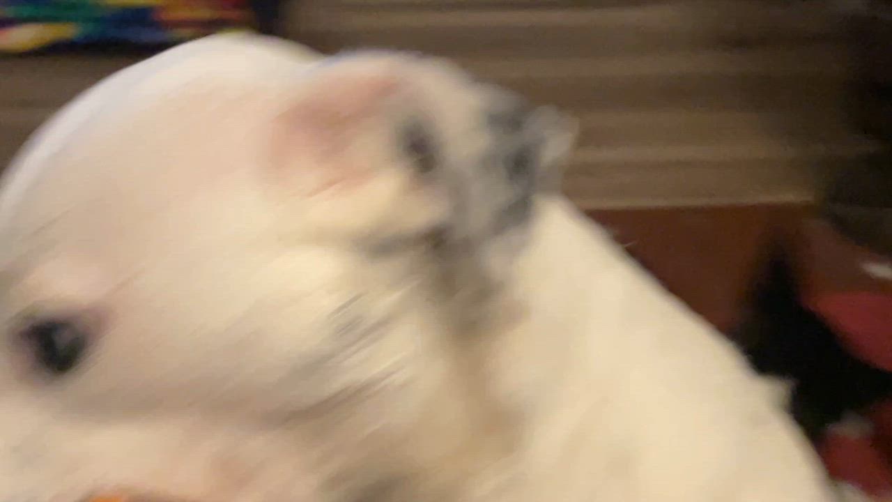 Enlarge Amber, a Adoptable mixed breed in Cortlandt Manor, NY video 3/5