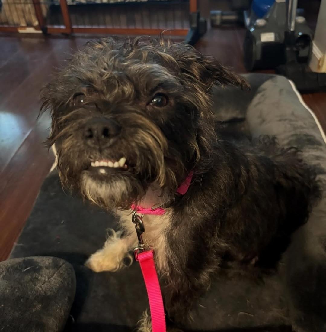 Cleo, a ADOPTABLE mixed breed in Cresco, PA image 1/6