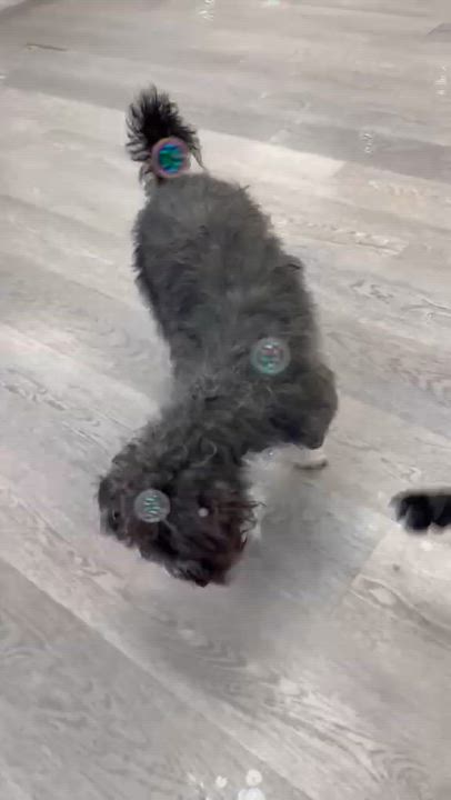 Enlarge Cleo, a ADOPTABLE mixed breed in Cresco, PA video 2/6