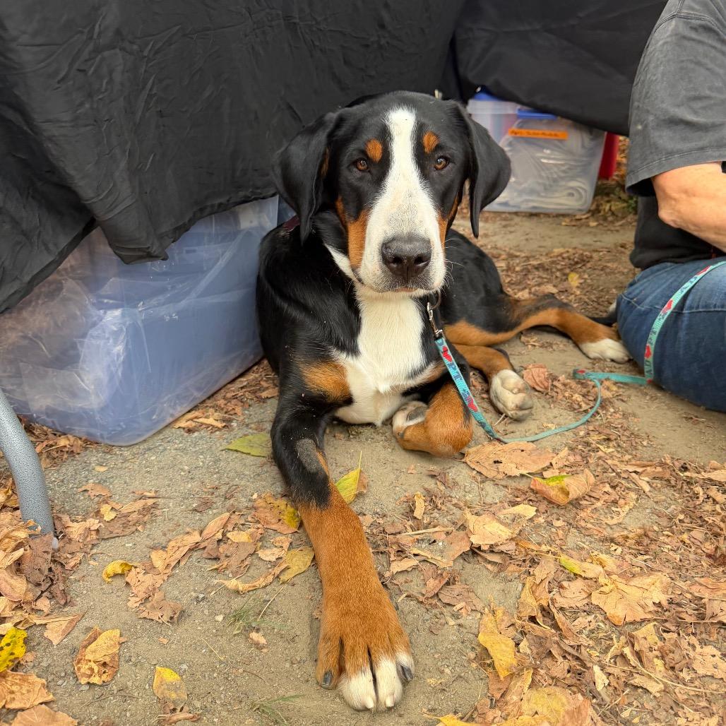Sweet Pea, Adoptable, Young Female Greater Swiss Mountain Dog.