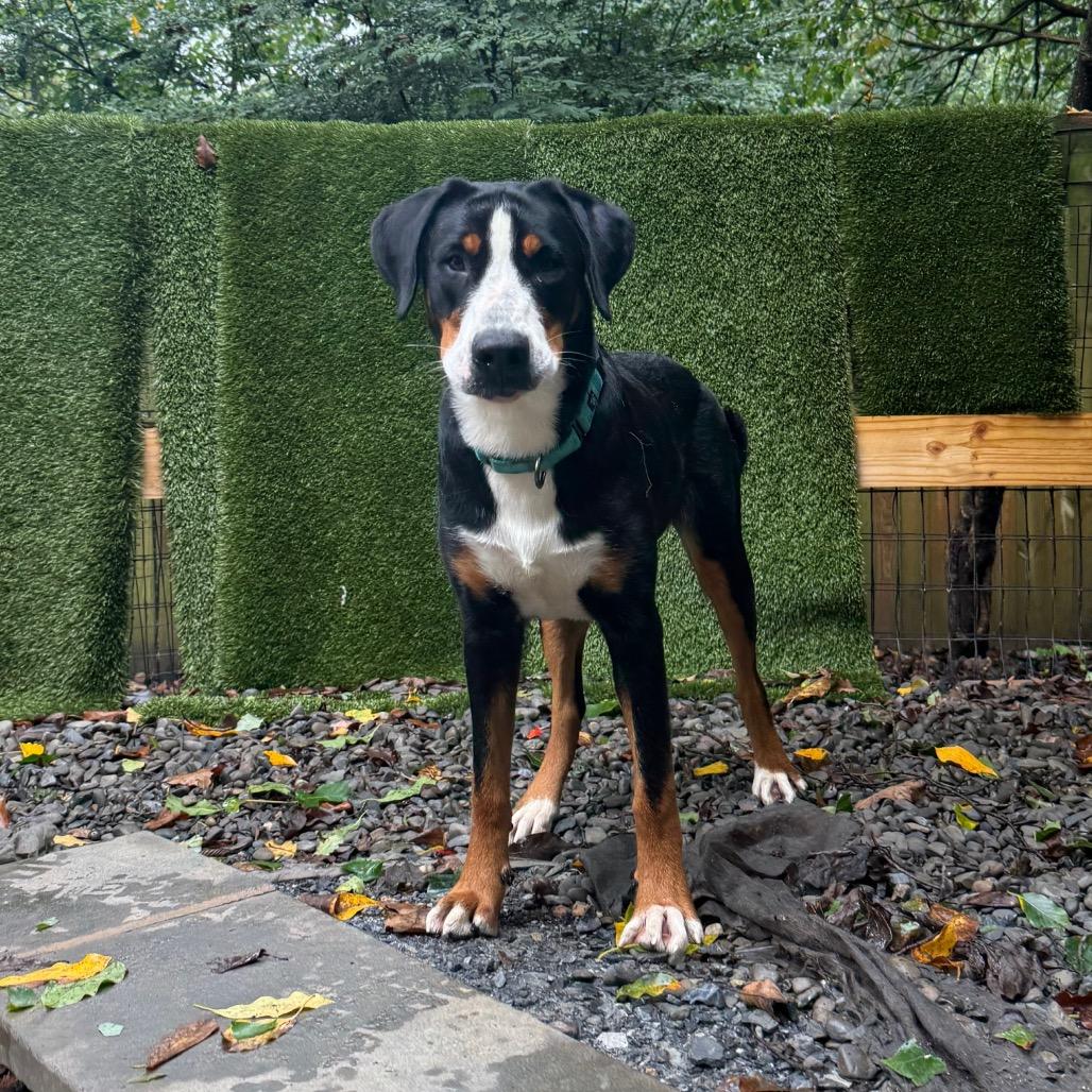 Enlarge Sweet Pea, a Adoptable Greater Swiss Mountain Dog in West Chester, PA image 2/3