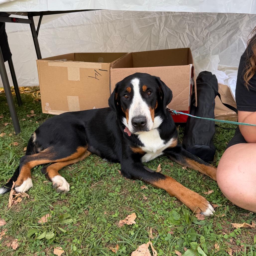 Enlarge Sweet Pea, a Adoptable Greater Swiss Mountain Dog in West Chester, PA image 3/3