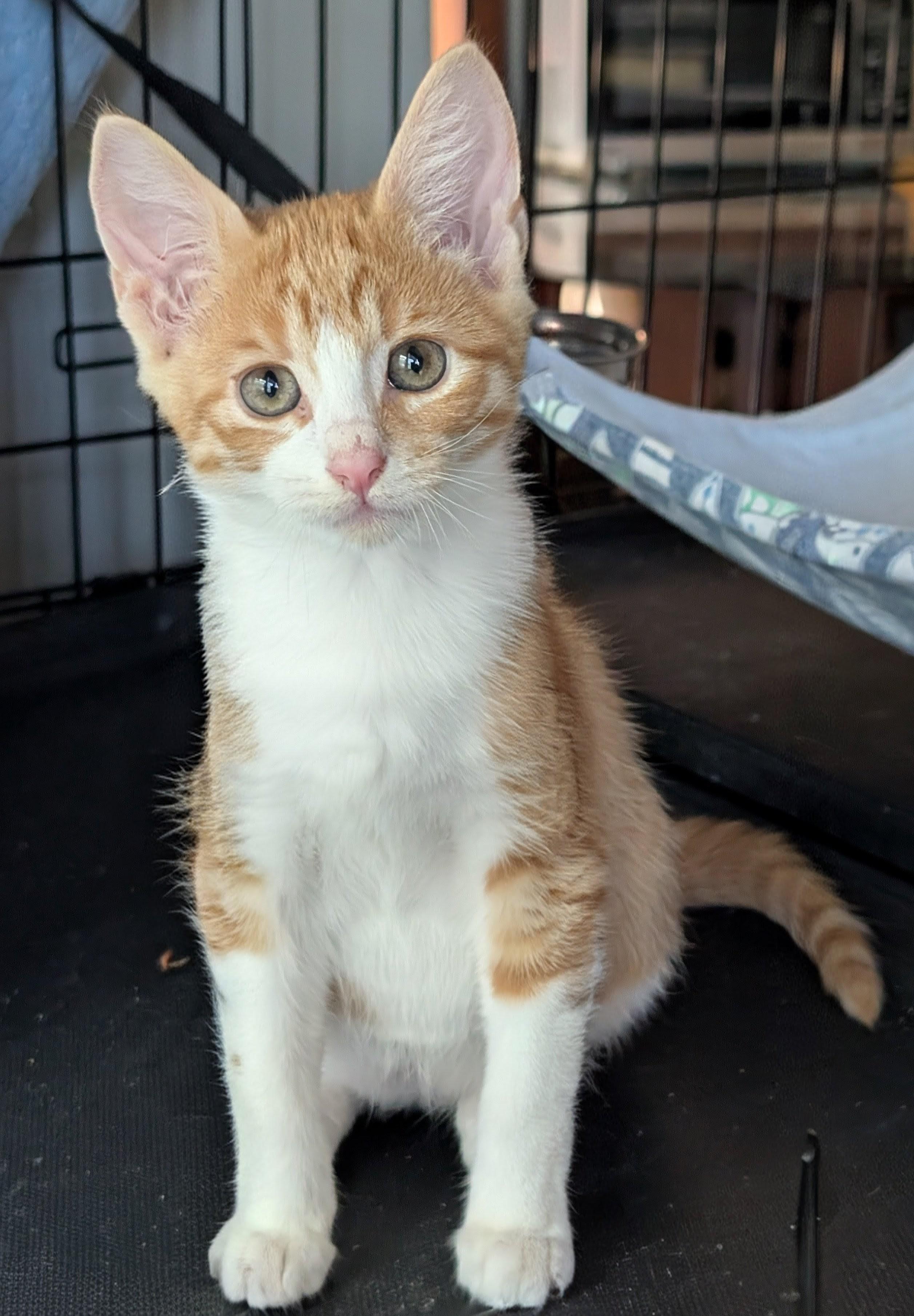 Blaze, a Adoptable Domestic Short Hair in San Diego, CA image 4/6