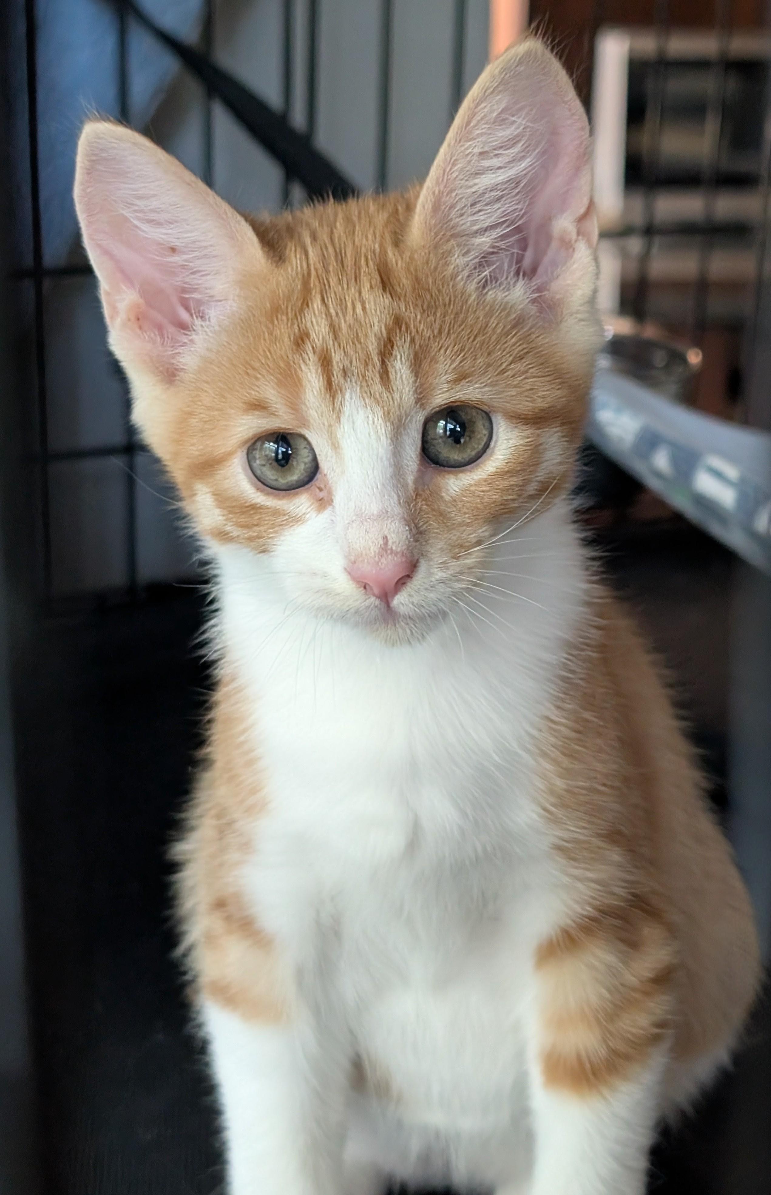 Blaze, a Adoptable Domestic Short Hair in San Diego, CA image 6/6