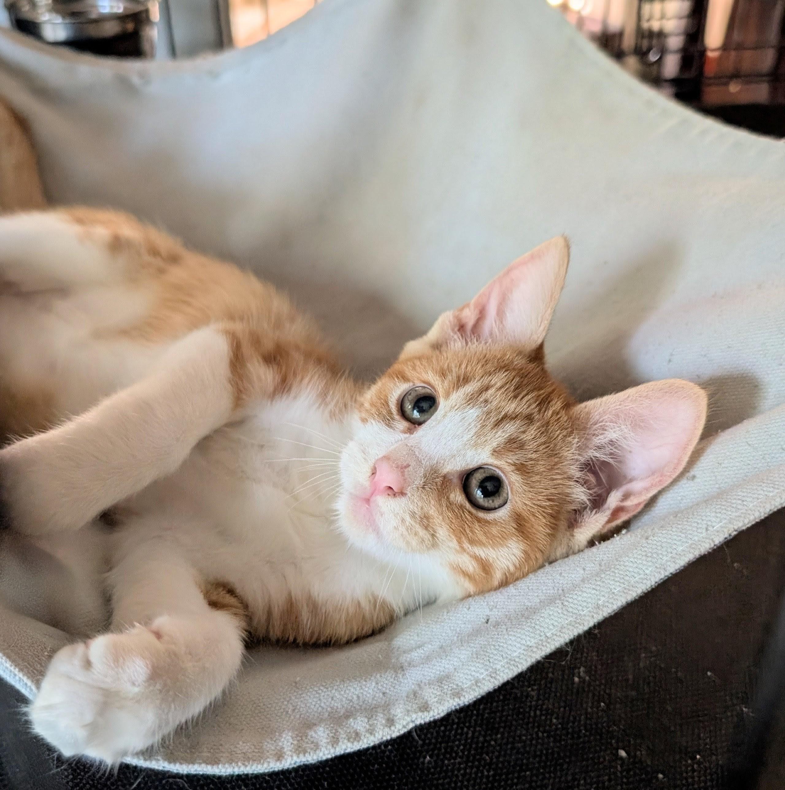 Blaze, a Adoptable Domestic Short Hair in San Diego, CA image 3/6
