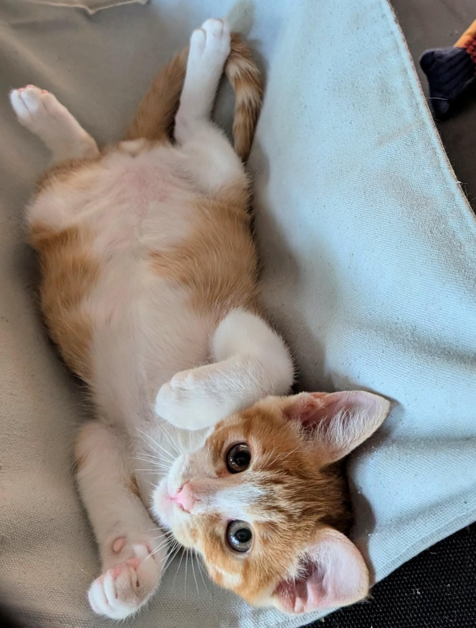 Blaze, a Adoptable Domestic Short Hair in San Diego, CA image 5/6