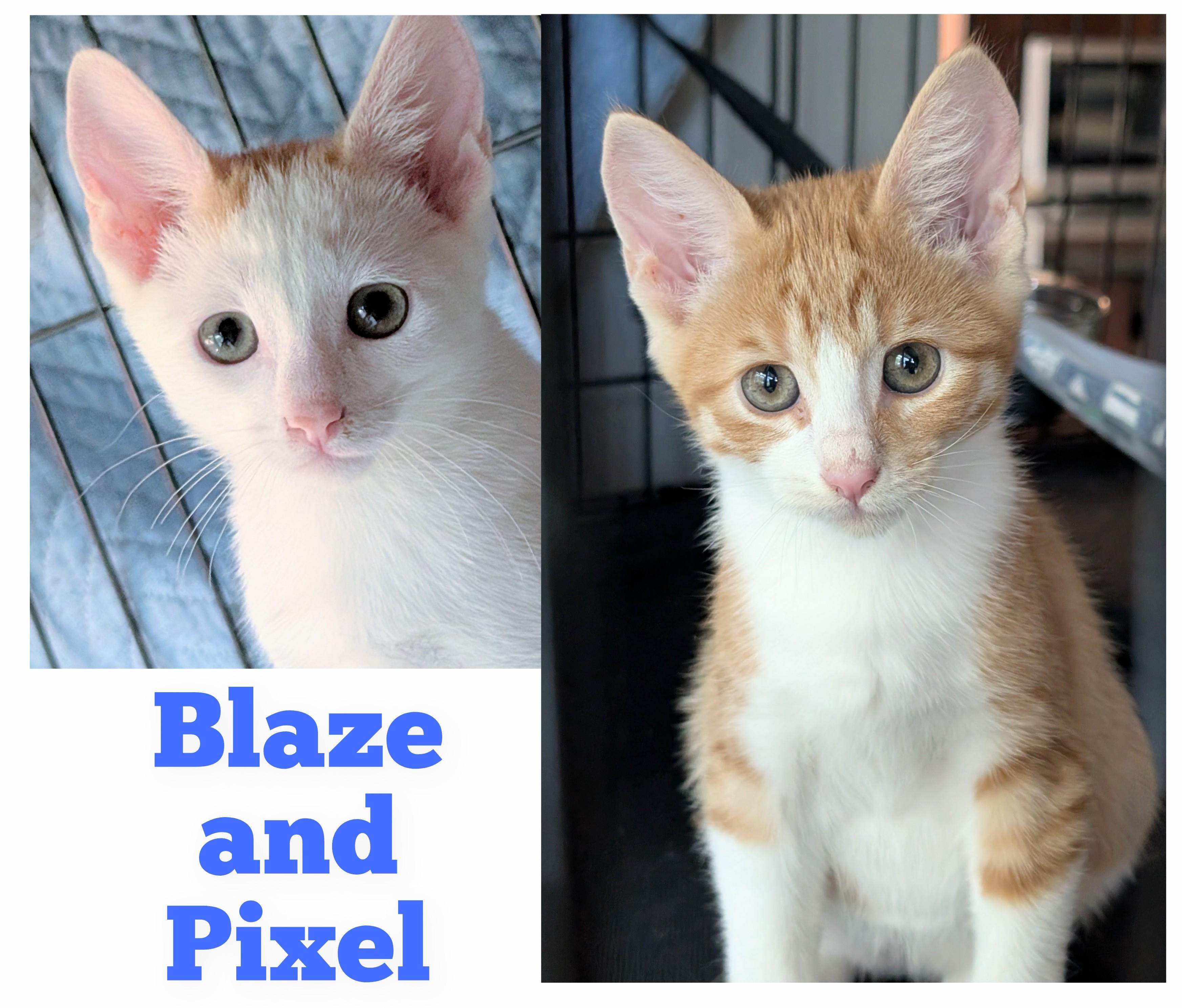 Blaze, a Adoptable Domestic Short Hair in San Diego, CA image 1/6