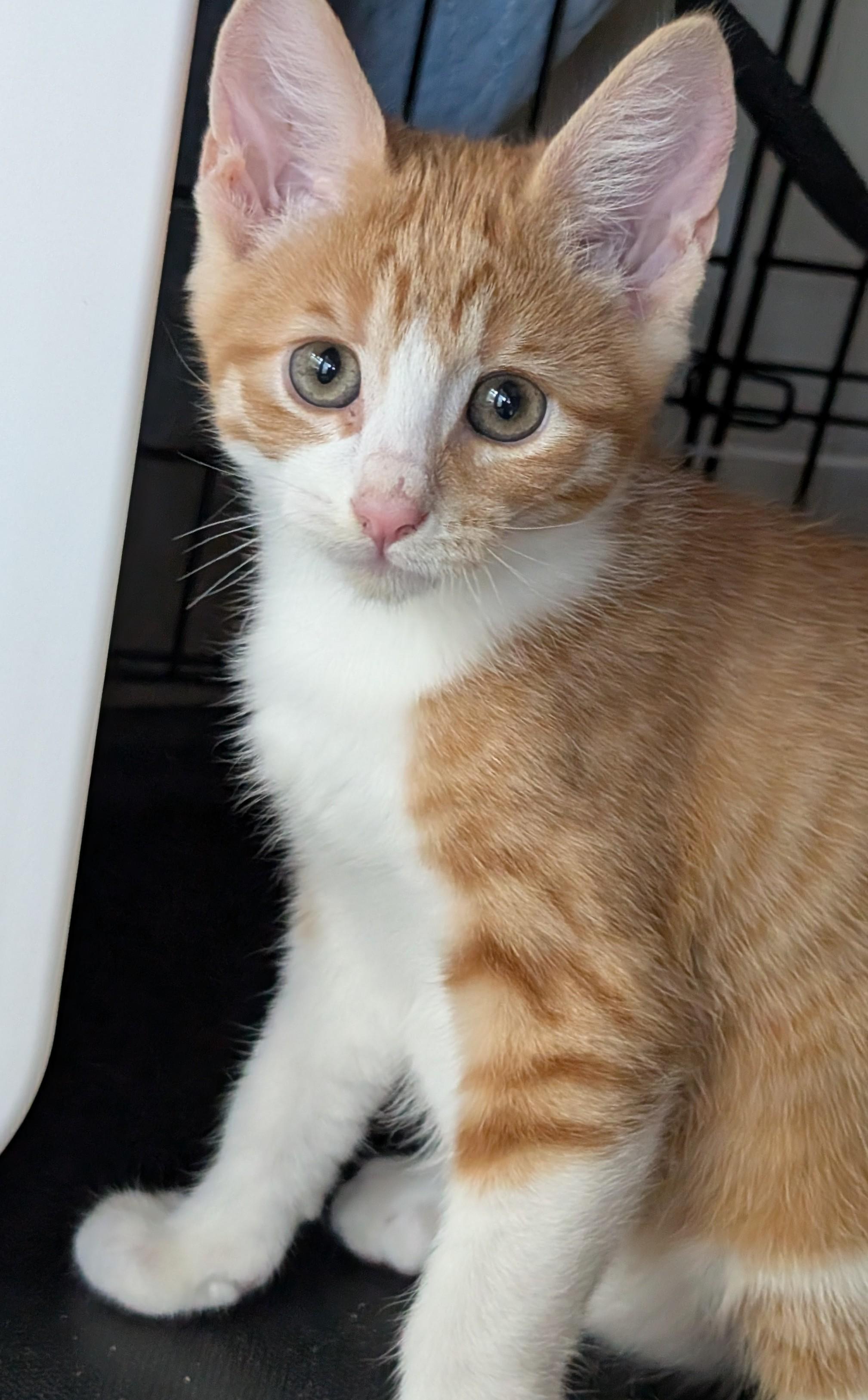 Blaze, a Adoptable Domestic Short Hair in San Diego, CA image 2/6