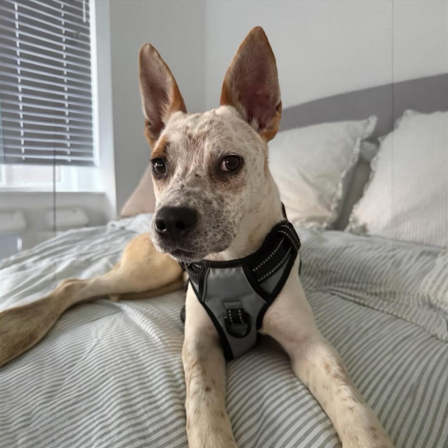 Chloe, ADOPTABLE, Puppy Female Australian Cattle Dog / Blue Heeler.
