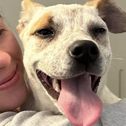 Chloe, a ADOPTABLE mixed breed in Hillsborough, NJ image 2/5