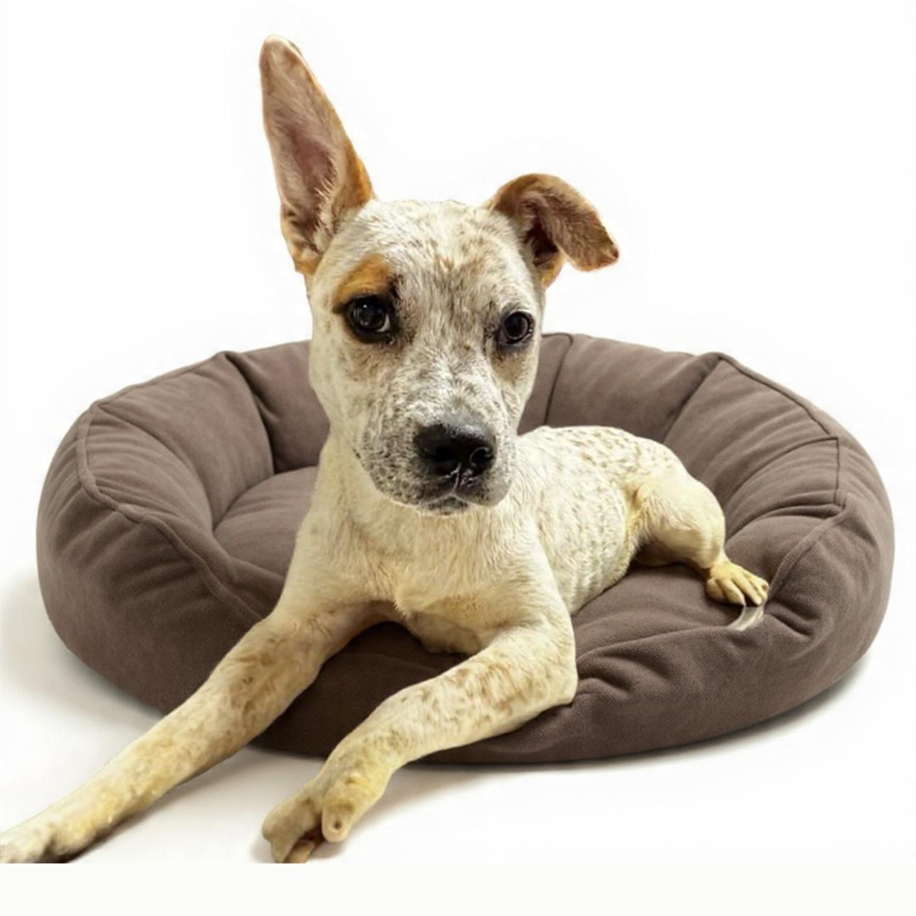 Chloe, a ADOPTABLE mixed breed in Hillsborough, NJ image 5/5