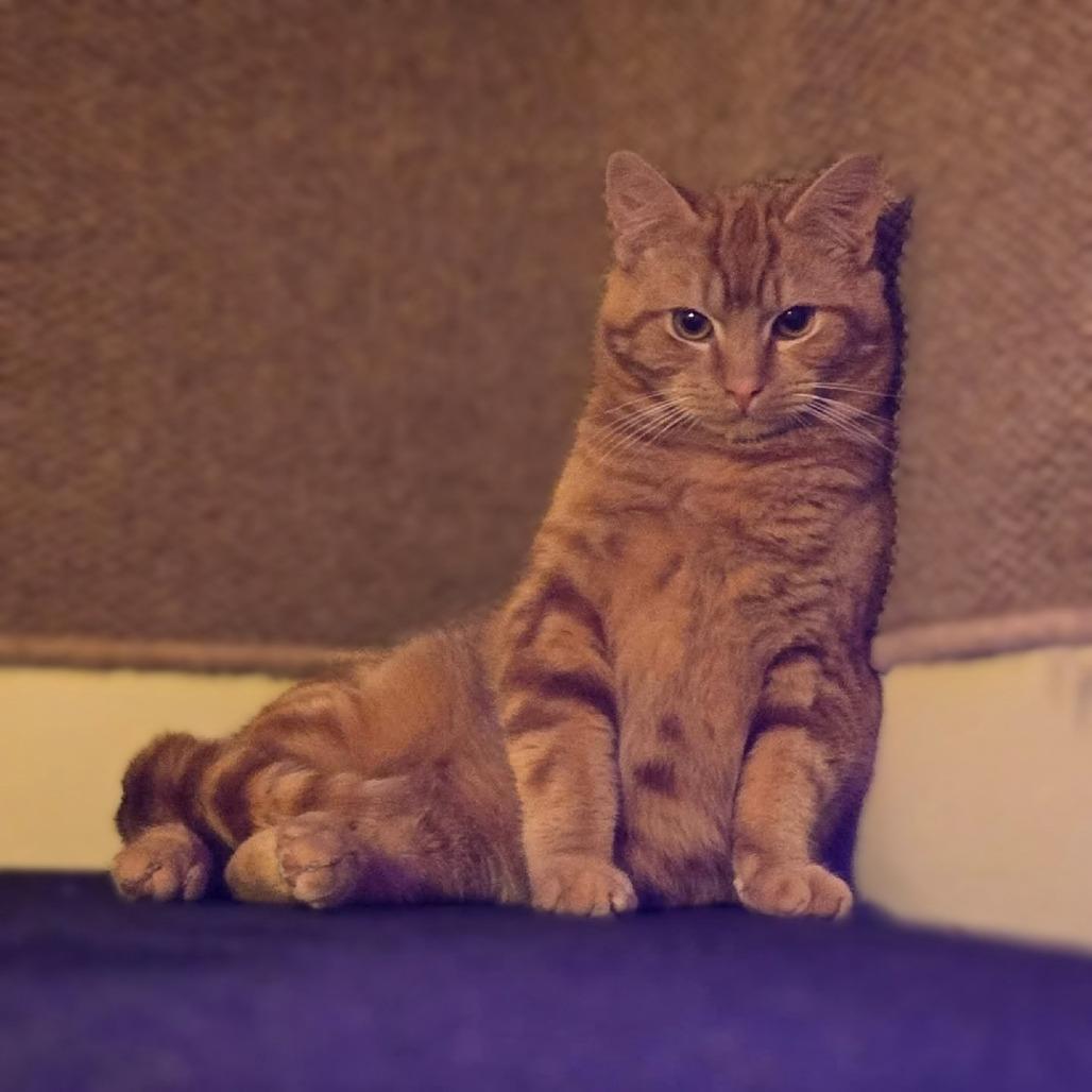 Enlarge Lloyd, a Adoptable Domestic Short Hair in Ephrata, PA image 1/6