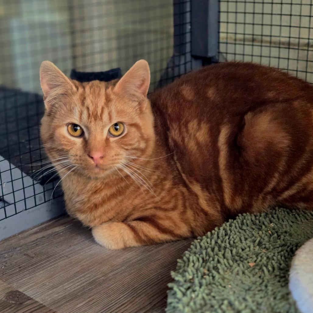 Enlarge Lloyd, a Adoptable Domestic Short Hair in Ephrata, PA image 2/6