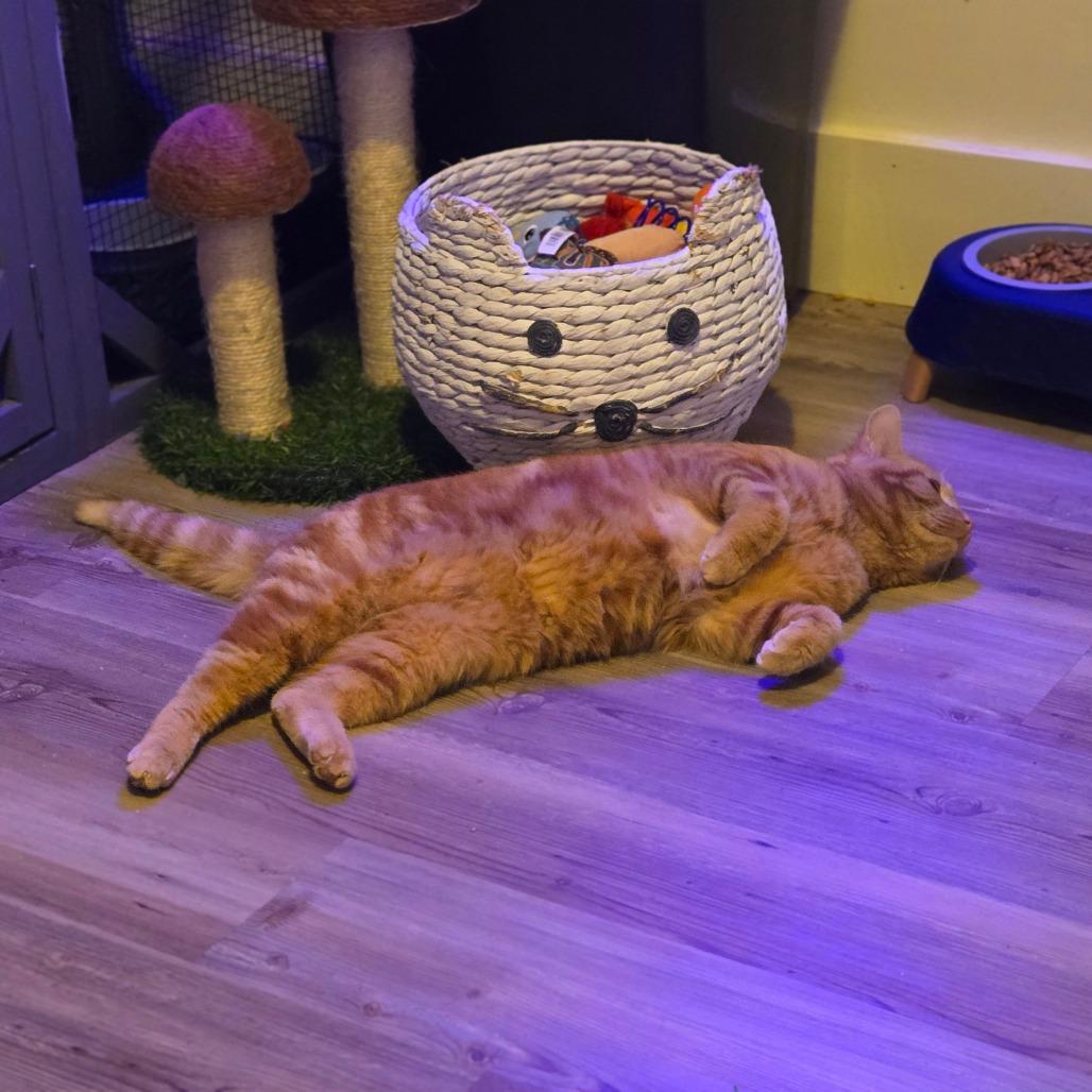 Enlarge Lloyd, a Adoptable Domestic Short Hair in Ephrata, PA image 3/6