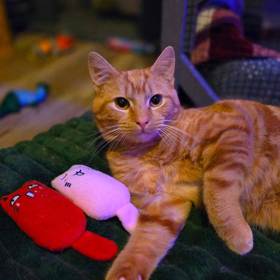 Enlarge Lloyd, a Adoptable Domestic Short Hair in Ephrata, PA image 4/6