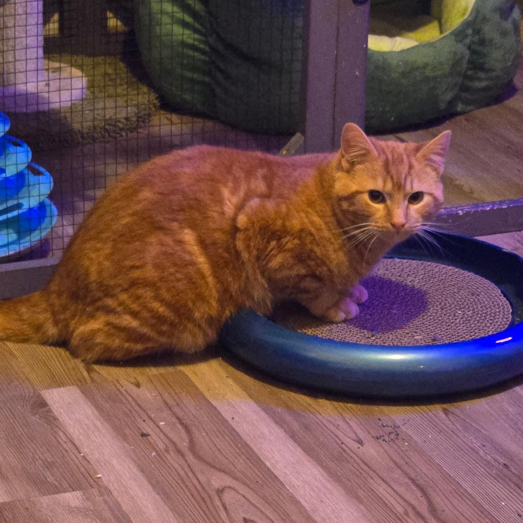 Enlarge Lloyd, a Adoptable Domestic Short Hair in Ephrata, PA image 5/6