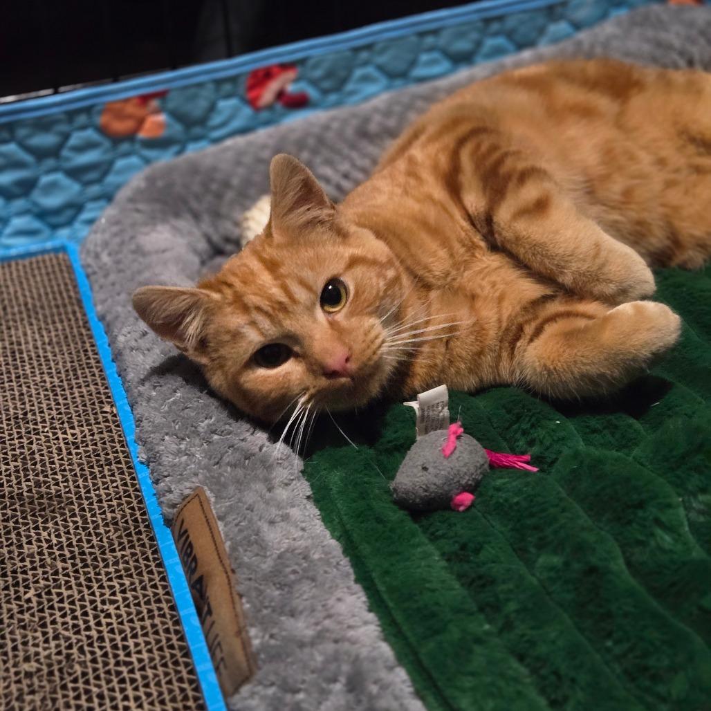 Enlarge Lloyd, a Adoptable Domestic Short Hair in Ephrata, PA image 6/6