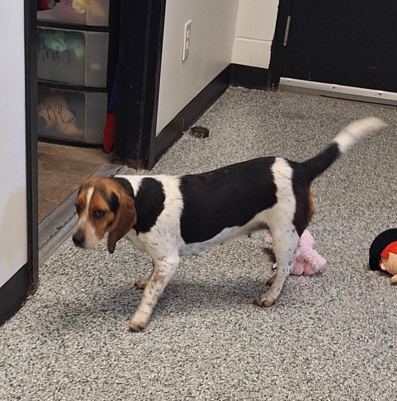 Enlarge Bebe, an adoptable Beagle in Stanton, KY image 5/6
