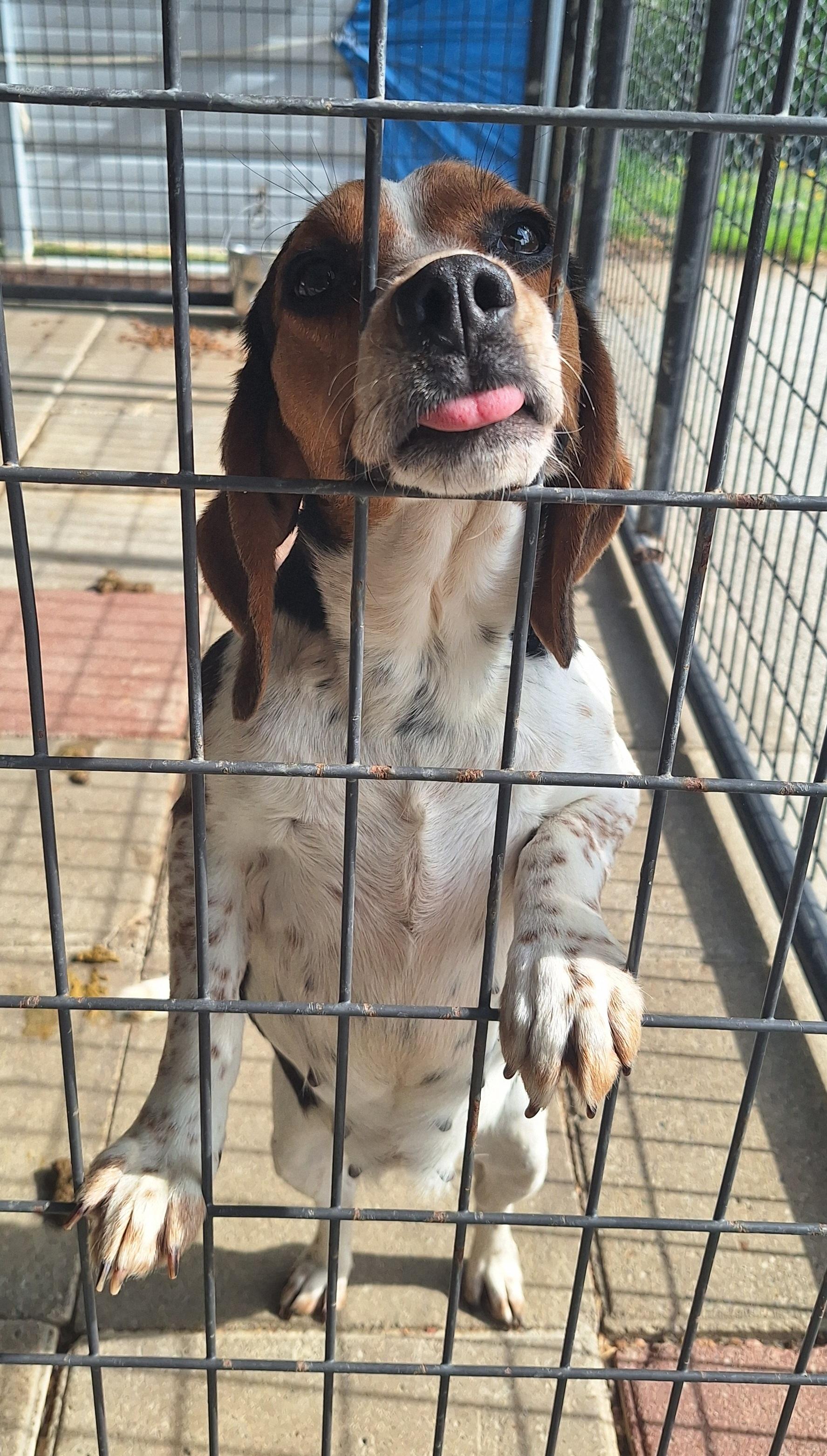 Enlarge Bebe, an adoptable Beagle in Stanton, KY image 2/6