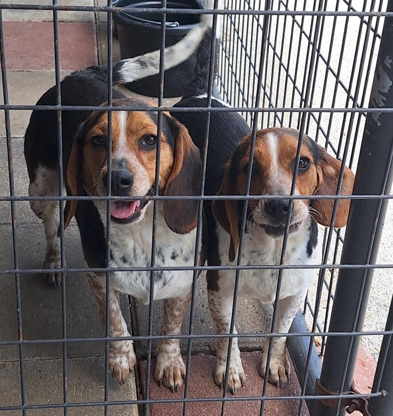 Enlarge Bette & Bebe, a ADOPTABLE Beagle in Stanton, KY image 3/4