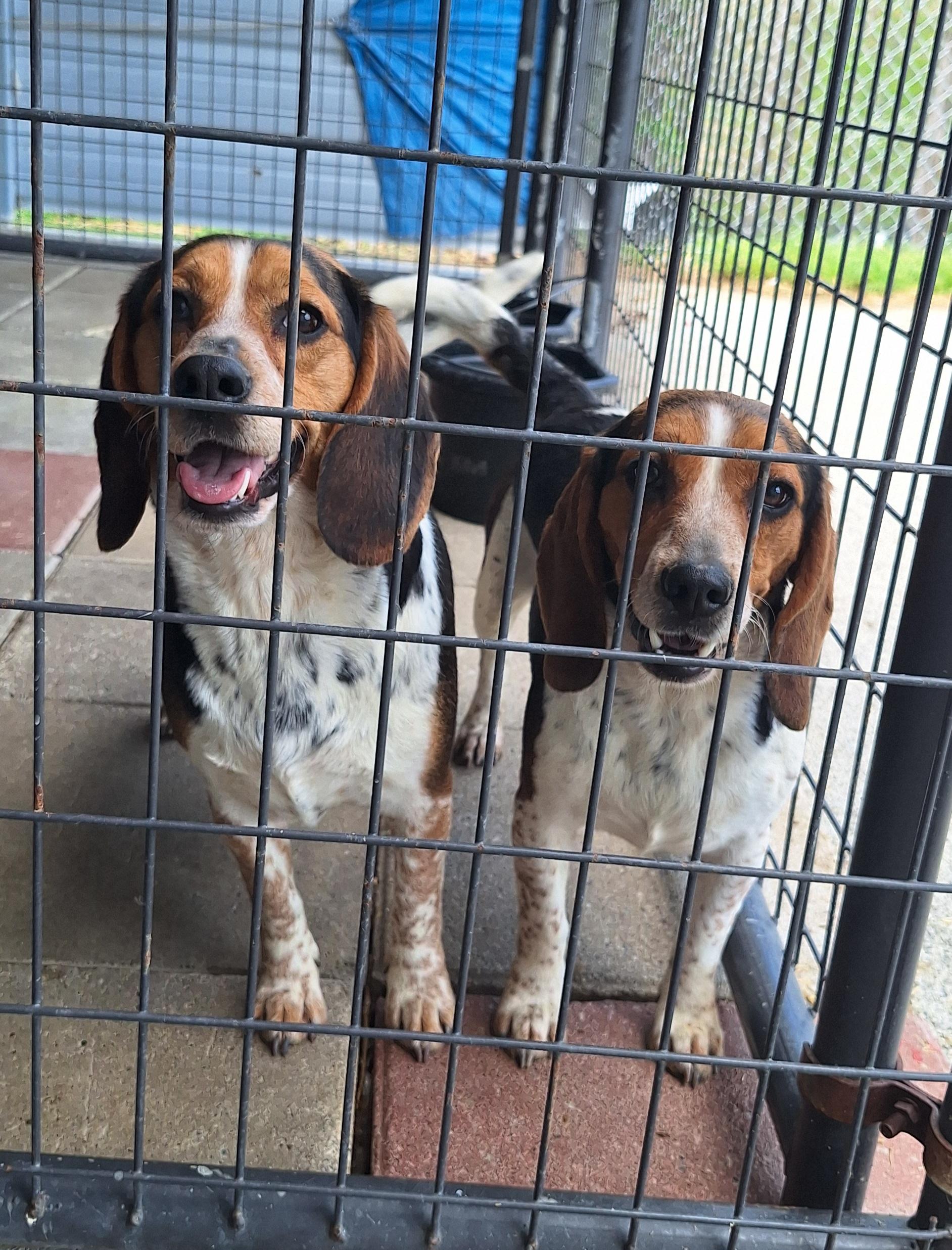 Enlarge Bette & Bebe, a ADOPTABLE Beagle in Stanton, KY image 2/4