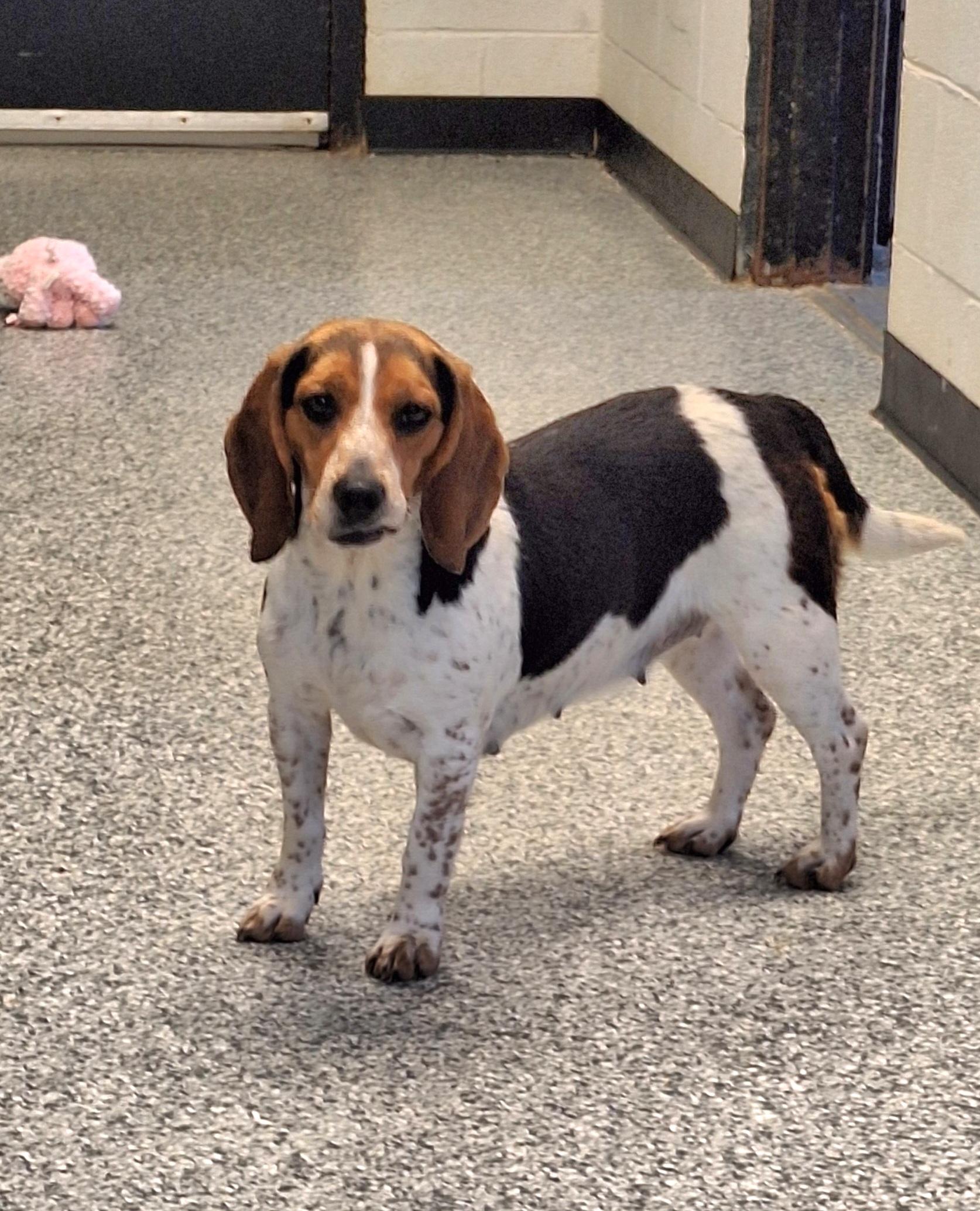 Enlarge Bebe, an adoptable Beagle in Stanton, KY image 6/6