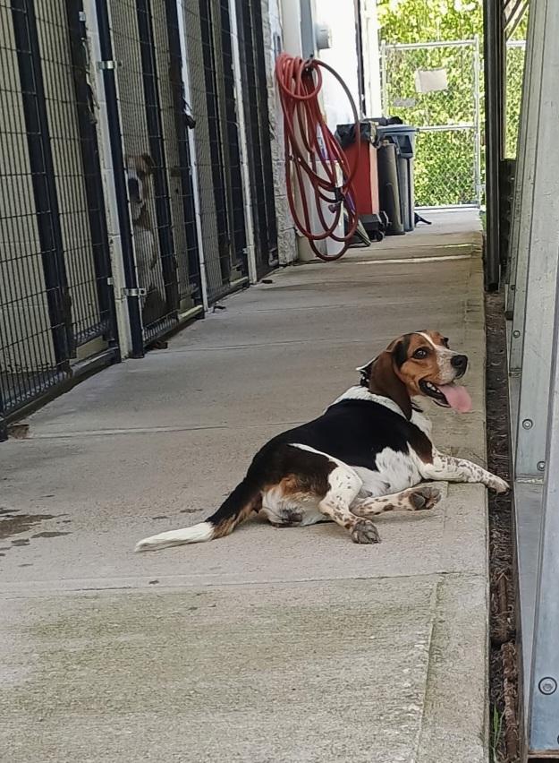 Enlarge Bebe, an adoptable Beagle in Stanton, KY image 1/6