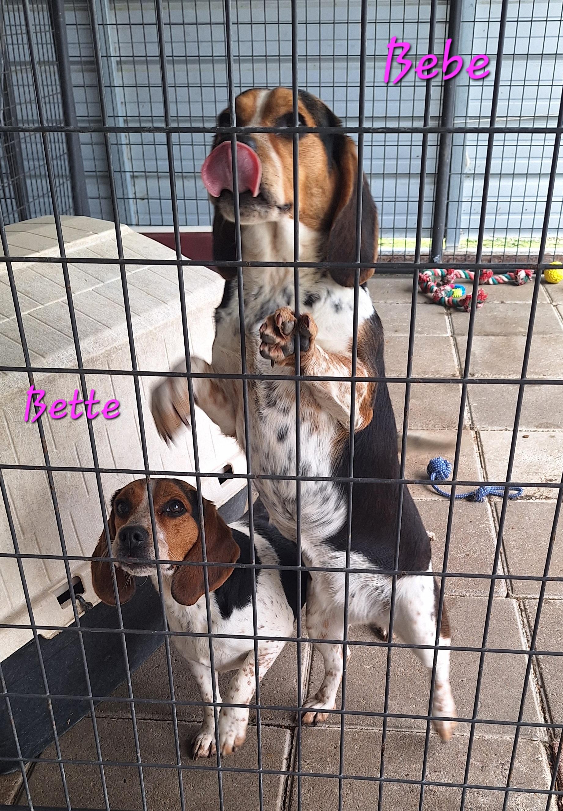 Enlarge Bette & Bebe, a ADOPTABLE Beagle in Stanton, KY image 1/4